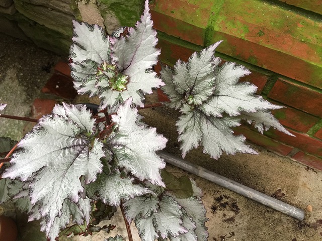 B. ‘Midnight Twister’